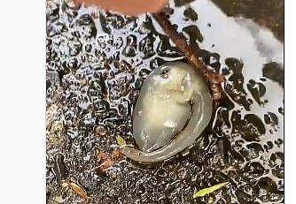 അപൂര്‍വ്വയിനം ജീവി