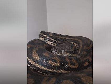 അടുക്കളയില്‍ മറഞ്ഞിരുന്ന പെരുമ്പാമ്പിന്റെ ദൃശ്യം