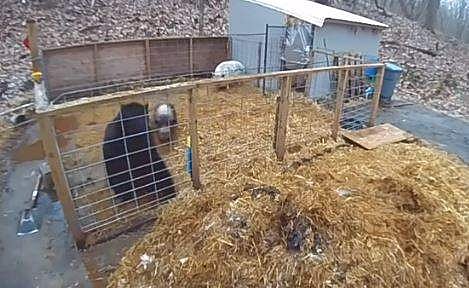 കരടിയെ നേരിടുന്ന പന്നികളുടെ ദൃശ്യം