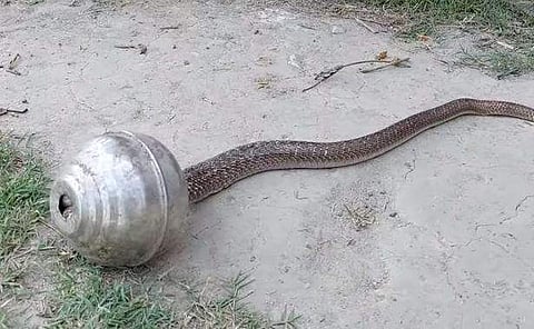 പാത്രത്തില്‍ തല കുടുങ്ങിയ നിലയില്‍ കൂറ്റന്‍ പാമ്പ്‌