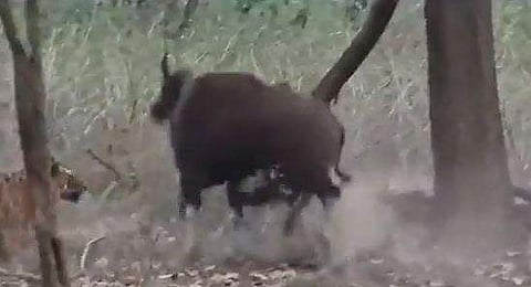 സ്വന്തം വര്‍ഗത്തില്‍പ്പെട്ട ജീവിയെ ആക്രമിക്കുന്ന കാട്ടുപോത്ത്