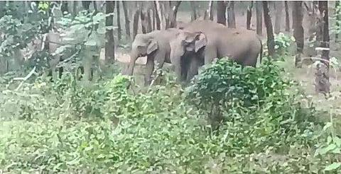 പാലപ്പിള്ളിയില്‍ ഇറങ്ങിയ ആനക്കൂട്ടം/വിഡിയോ ദൃശ്യം