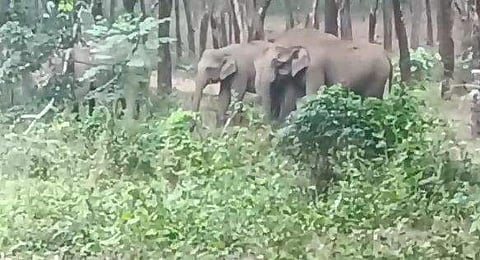 പാലപ്പിള്ളി എസ്റ്റേറ്റില്‍ തമ്പടിച്ചിരിക്കുന്ന കാട്ടാനക്കൂട്ടം/വിഡിയോ ദൃശ്യം