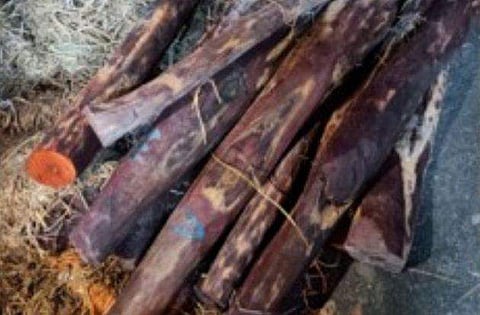 പിടികൂടിയ രക്തചന്ദനം