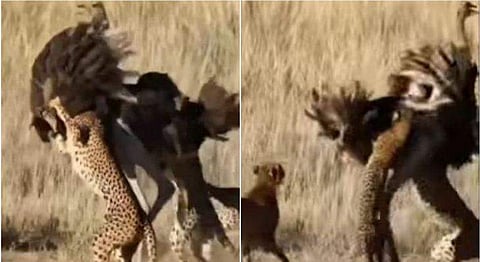 വിഡിയോ സ്ക്രീൻഷോട്ട്