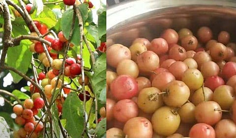 വീഡിയോ ദൃശ്യം