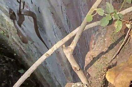 മൂര്‍ഖന്‍ പാമ്പിനെ രക്ഷിക്കുന്ന ദൃശ്യം, എഎന്‍ഐ