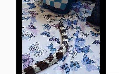 കിടക്കയിലൂടെ ഇഴഞ്ഞുനീങ്ങുന്ന പാമ്പ്‌