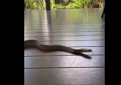 വീട്ടില്‍ ഇഴഞ്ഞെത്തിയ പാമ്പ്