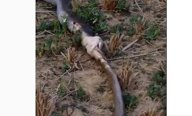 മറ്റൊരു പാമ്പിനെ വിഴുങ്ങുന്ന രാജവെമ്പാല