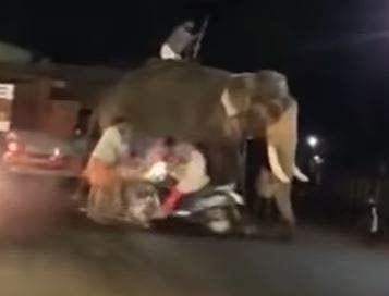 ആന പാപ്പാനെ സ്‌കൂട്ടര്‍ യാത്രക്കാരി ഇടിച്ചുതെറിപ്പിക്കുന്ന ദൃശ്യം