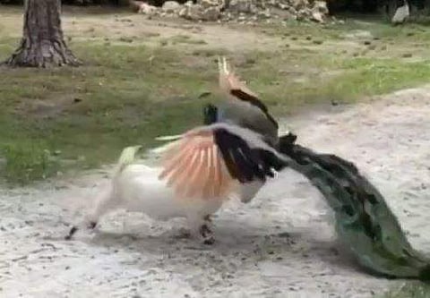 ആടും മയിലും പരസ്പരം പോരാടുന്ന ദൃശ്യം