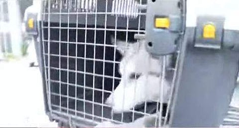 യുക്രൈനില്‍ നിന്ന് ഡല്‍ഹിയിലെത്തിയ മലയാളി വിദ്യാര്‍ഥിയുടെ വളര്‍ത്തുനായ