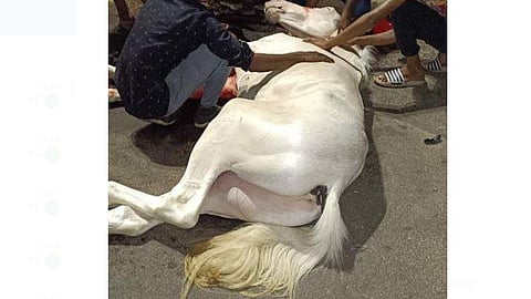 കാറിടിച്ച് ഗുരുതരമായി പരിക്കേറ്റ കുതിര