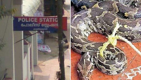 കടത്തുരുത്തിയില്‍ നാട്ടുകാര്‍ പിടികൂടിയ പെരുമ്പാമ്പ്‌