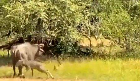 പുലിയെ തുരത്തിയോടിക്കുന്ന കാട്ടുപോത്തിന്റെ ദൃശ്യം