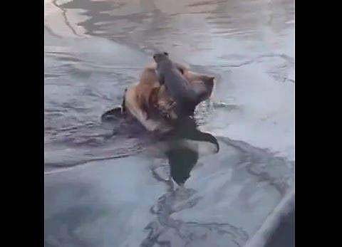 അണ്ണാനെ തലയിലേറ്റി നായയുടെ രക്ഷാപ്രവര്‍ത്തനം