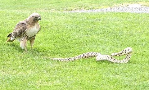 പാമ്പും പരുന്തും നേര്‍ക്കുനേര്‍ നില്‍ക്കുന്ന ദൃശ്യം