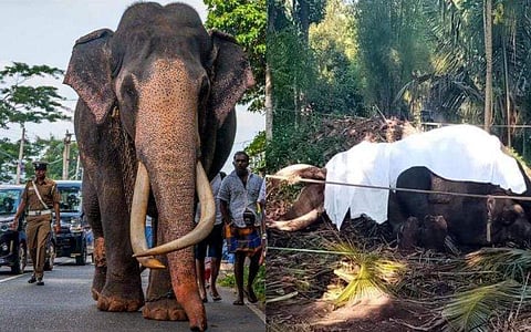 നടുങ്കമുവ രാജ /ഫോട്ടോ: ട്വിറ്റർ