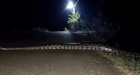 റോഡ് മുറിച്ചു കടക്കുന്ന ഭീമന്‍ പാമ്പ്‌