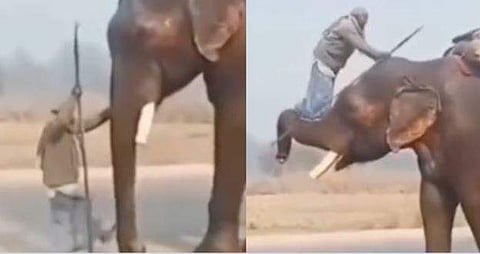 തുമ്പിക്കൈയിലൂടെ ആനപ്പുറത്ത് കയറുന്ന പാപ്പാന്‍