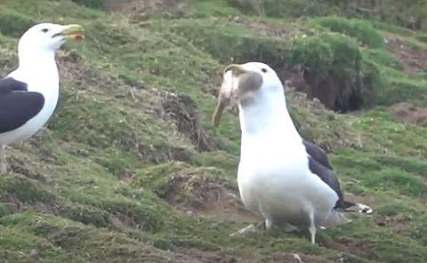 മുയലിനെ വിഴുങ്ങുന്ന കടല്‍കാക്കയുടെ ദൃശ്യം