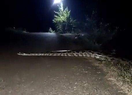 കൂറ്റന്‍ പെരുമ്പാമ്പ് റോഡ് മുറിച്ചു കടക്കുന്ന ദൃശ്യം