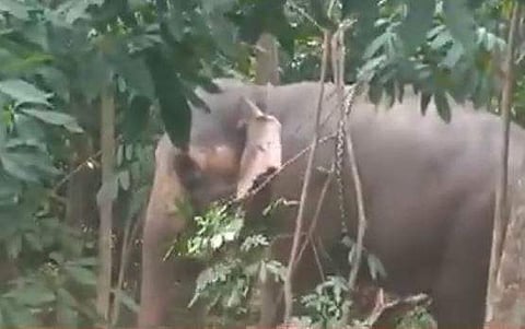 കല്ലമ്പലത്ത് ഇടഞ്ഞ ആന