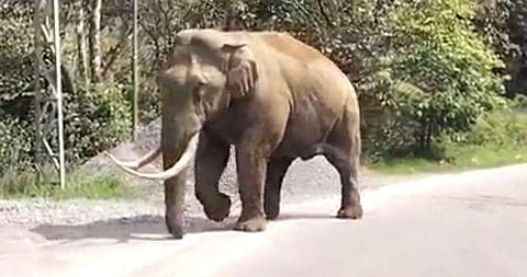 പടയപ്പ /ഫയല്‍ ചിത്രം