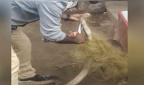 സന്തോഷ് കുമാര്‍ വലയില്‍ കുടുങ്ങിയ പാമ്പിനെ പിടികൂടാന്‍ ശ്രമിക്കുന്നു, വീഡിയോ സ്‌ക്രീന്‍ഷോട്ട്