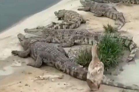 മുതലകള്‍ക്ക് അരികിലൂടെ നടന്നുനീങ്ങുന്ന താറാവ്‌