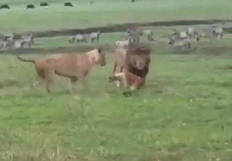 സിംഹങ്ങളെ വിരട്ടിയോടിക്കുന്ന നായ