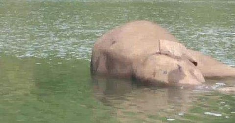 വീഡിയോ സ്‌ക്രീന്‍ഷോട്ട്‌