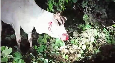 പുലിയുടെ ആക്രമണത്തില്‍ പരിക്കേറ്റ പശു