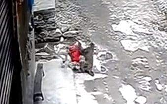 പെണ്‍കുട്ടിയുടെ മുടിയില്‍ പിടിച്ചുവലിക്കുന്ന കുരങ്ങന്‍