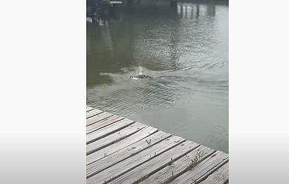 പാമ്പിനെ ആക്രമിക്കുന്ന മുതലയുടെ ദൃശ്യം