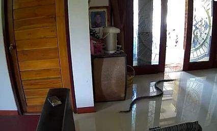 വീടിനകത്തേയ്ക്ക് ഇഴഞ്ഞുകയറുന്ന പാമ്പിന്റെ ദൃശ്യം