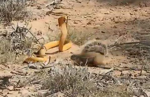 വീഡിയോ ദൃശ്യം