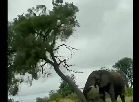 മരം കുത്തിമറിക്കുന്ന ആന