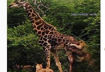 ജിറാഫിനെ കൂട്ടത്തോടെ ആക്രമിക്കുന്ന സിംഹങ്ങള്‍