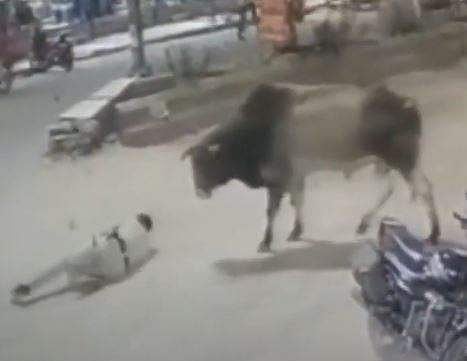 കാളയുടെ ആക്രമണത്തില്‍ നിലത്തുവീണ പൊലീസുകാരന്റെ ദൃശ്യം