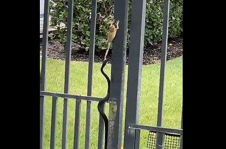 തവളയുടെ കാലില്‍ കടിച്ചുവലിക്കുന്ന പാമ്പിന്റെ ദൃശ്യം