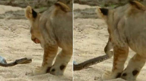 വീഡിയോ ​ദൃശ്യം