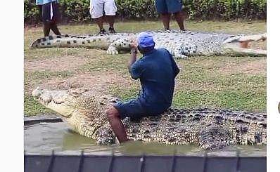 മുതലയുടെ പുറത്തിരുന്ന് ഡാന്‍സ് ചെയ്യുന്ന ദൃശ്യം