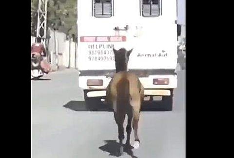 ആംബുലന്‍സിന് പിന്നാലെ ഓടുന്ന കുതിരയുടെ ദൃശ്യം