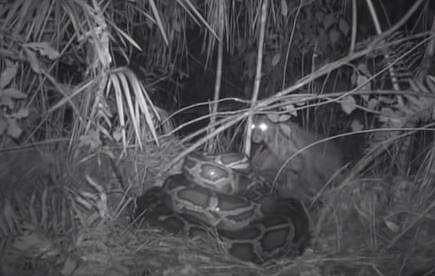 ബര്‍മീസ് പെരുമ്പാമ്പിനെ ആക്രമിക്കാന്‍ ഒരുങ്ങുന്ന കാട്ടുപൂച്ച