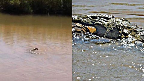 ഈനാംപേച്ചിയെ വേട്ടയാടുന്ന മുതല