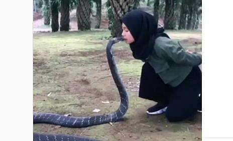 രാജവെമ്പാലയെ ചുംബിക്കുന്ന പെണ്‍കുട്ടിയുടെ ദൃശ്യം