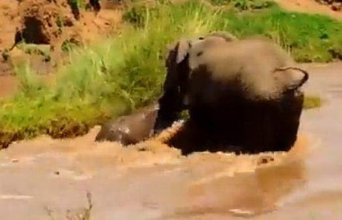 കുട്ടിയാനയെ രക്ഷിക്കുന്ന കാട്ടാനക്കൂട്ടം