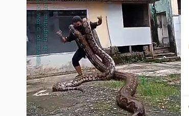 രണ്ട് കൂറ്റന്‍ പെരുമ്പാമ്പുകളെ തോളത്ത് വച്ച് യുവാവിന്റെ നൃത്തം